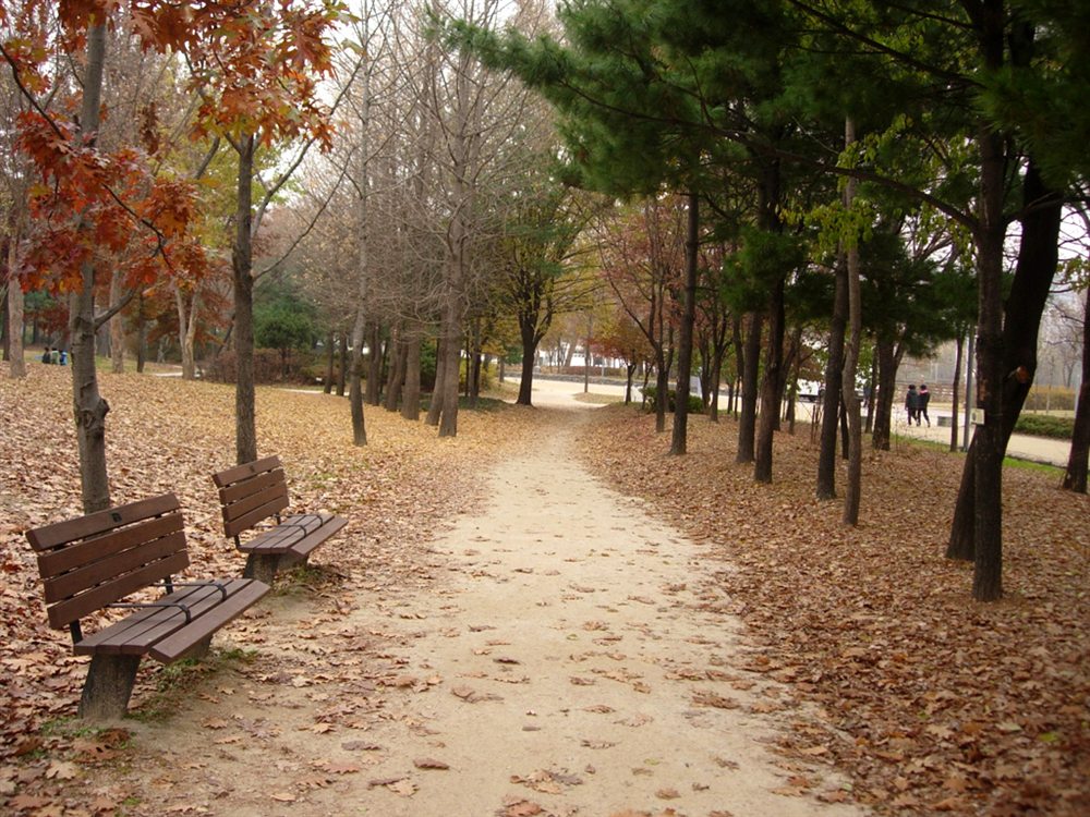 서울숲 · Seoul Forest path